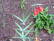Fritillaria recurva NNS01-230 0007