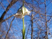 Fritillaria striata 0002