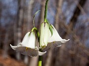 Fritillaria striata 0003