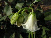 Fritillaria striata 0005