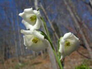 Fritillaria striata 0015