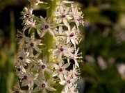 Eucomis