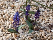 Hyacinthella glabrescens 20100003