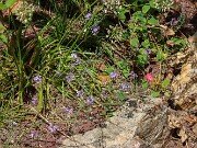 Prospero autumnale 20250907 0001