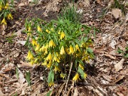 Uvularia grandiflora 20100002