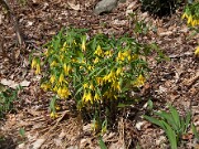 Uvularia grandiflora 20100004