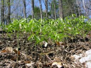 Uvularia sessilifolia 0003