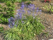 Hyacinthoides