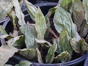 Aplectrum hyemale 20251216 0001