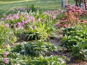 Bletilla striata 0001
