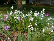 Bletilla striata 0003
