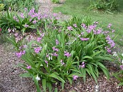 Bletilla striata 0004