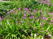 Bletilla striata 0005