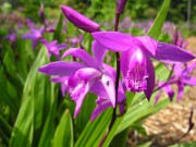 Bletilla striata 0006