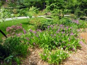Bletilla striata 0007