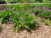 Bletilla striata 0008