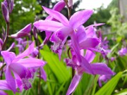 Bletilla striata 0010