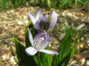 Bletilla striata 0011