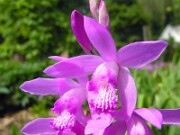 Bletilla striata 0017