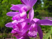 Bletilla striata 0018