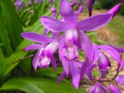 Bletilla striata 0019