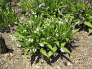 Bletilla striata and hybrids 0002