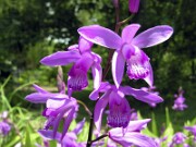 Bletilla striata and hybrids 0004
