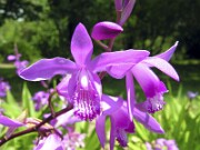 Bletilla striata and hybrids 0005