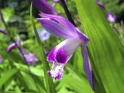 Bletilla striata and hybrids 0006