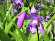 Bletilla striata and hybrids 0007