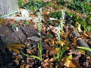Spiranthes odorata Chadds Ford 0004