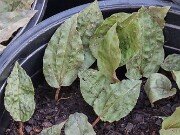 Tipularia discolor 20251216 0001