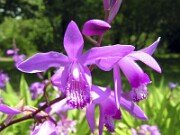 Bletilla