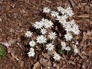 Sanguinaria canadensis 0001