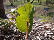 Sanguinaria canadensis 0003