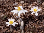 Sanguinaria canadensis 0005