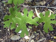 Sanguinaria canadensis 0011