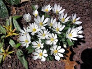 Sanguinaria canadensis 0012