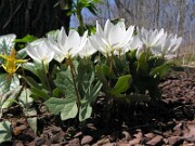 Sanguinaria canadensis 0015