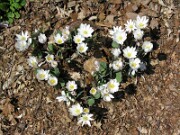 Sanguinaria canadensis 0017