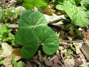 Sanguinaria canadensis 0019