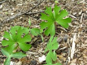 Sanguinaria canadensis 0020