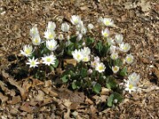 Sanguinaria canadensis 0021