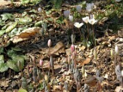 Sanguinaria canadensis 0022