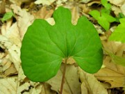 Sanguinaria canadensis 0023