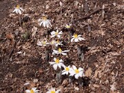 Sanguinaria canadensis 0024