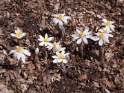 Sanguinaria canadensis 0025