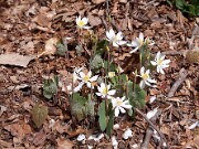 Sanguinaria canadensis 0026