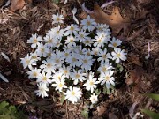 Sanguinaria canadensis 0027