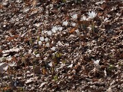 Sanguinaria canadensis 20100001